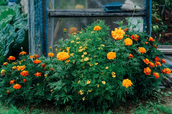 Un arbusto de caléndulas brillantes en tonos oscuros sobre el fondo de un invernadero — Foto de Stock