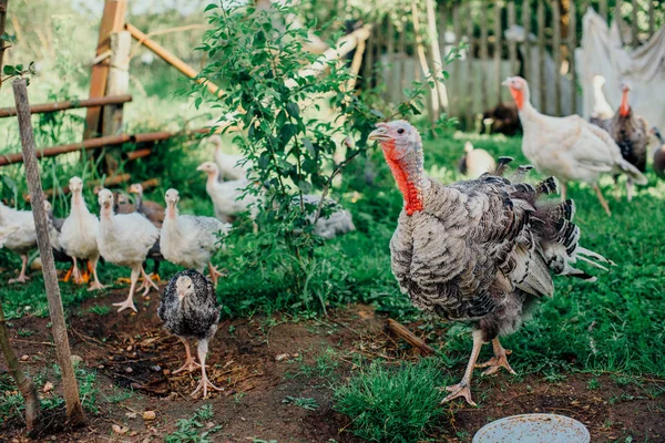 Turkey with a brood of chickens grazing on a green meadow. — Stock Photo, Image