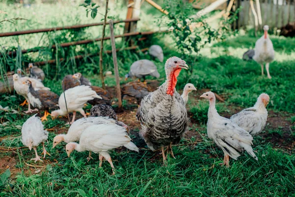 Turkey with a brood of chickens grazing on a green meadow. — Stock Photo, Image
