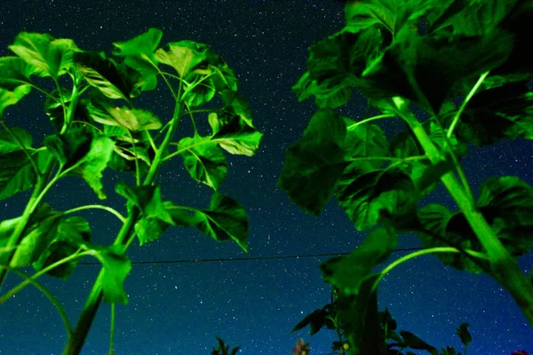 Le village, vue d'en bas jusqu'au ciel étoilé nocturne, à travers les tiges d'un tournesol . — Photo