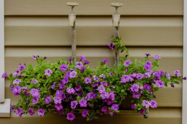 Vintage tencere çiçekler kır evi duvar ile