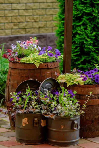 Florecientes macizos de flores en barriles y cajas — Foto de Stock