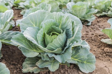 Sulu yeşil lahana büyüyor