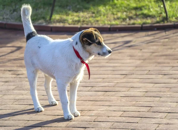Собака белого цвета с — стоковое фото