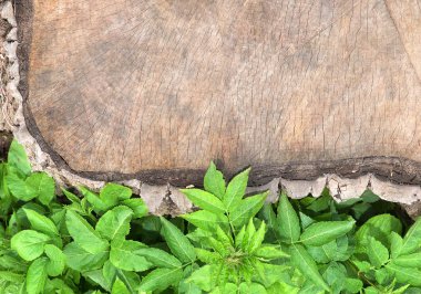 Doğal arka plan doku, yeşil yeşillik bir ağacının yanındaki