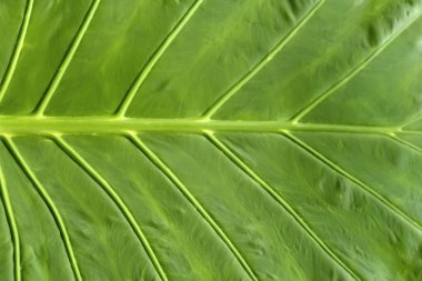 Yakın çekim gösterildiği bir sulu yaprak yeşil, arka plan dokusu.