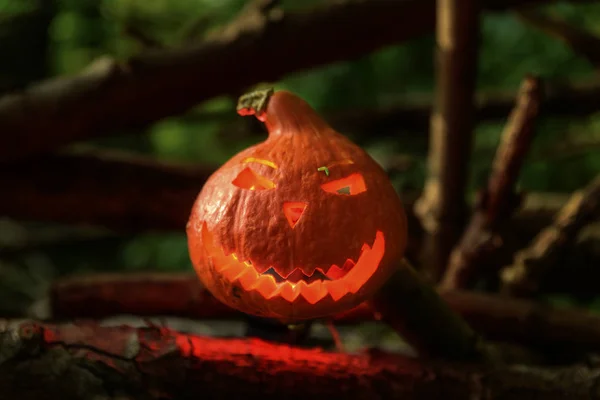 lit Jack Lantern from an orange pumpkin in the forest on Halloween