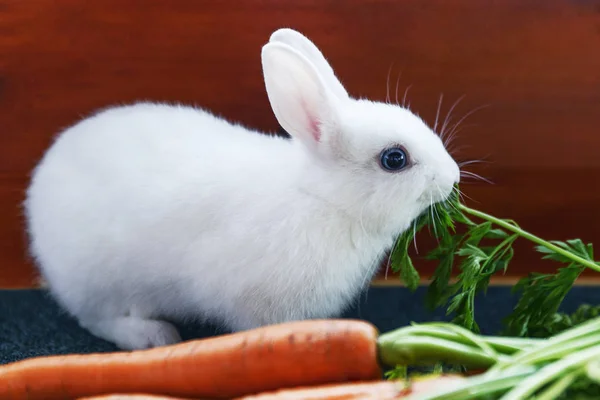 Weißes, flauschiges Kaninchen frisst saftig grünes Laub von Karotten. — Stockfoto