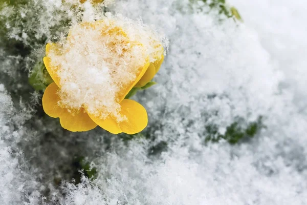 Желтый Цветок Зелеными Листьями Покрытыми Белым Пушистым Снегом — стоковое фото