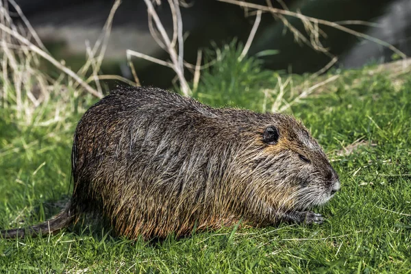 ムスクラトは貯水池の岸の草の中の水から現れた — ストック写真