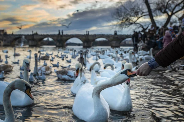 Gente Alimenta Cisnes Río Moldava Fondo Puente Carlos Praga República — Foto de Stock
