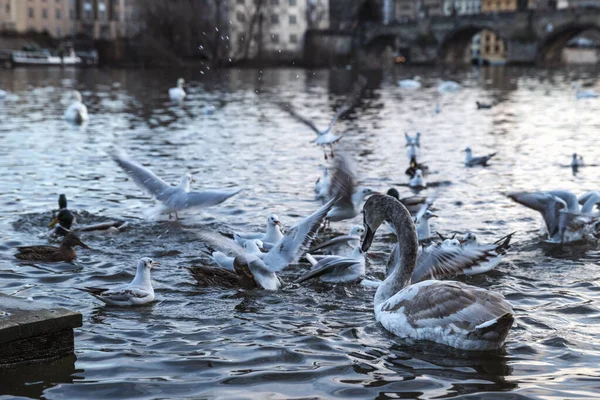 Cisnes Otras Aves Acuáticas Río Moldava Nativo Del Puente Carlos — Foto de Stock