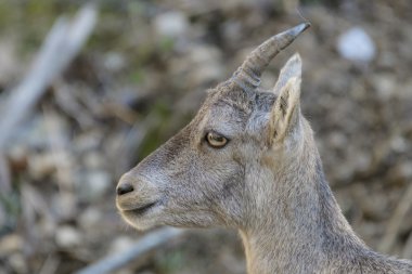 Genç Alp dağ keçisi
