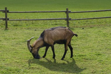 keçi mera üzerinde