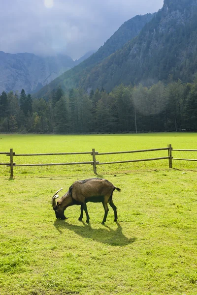 Cabra en el pasto — Foto de Stock