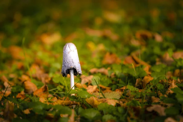 Fungo in fogliame autunnale — Foto Stock