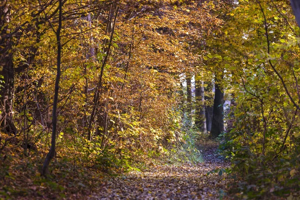 Trilha através da floresta no outono — Fotografia de Stock