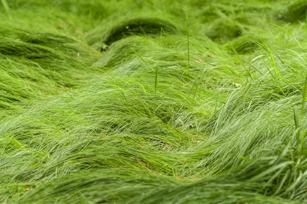 Зеленая трава растет над тропой в лесу — стоковое фото
