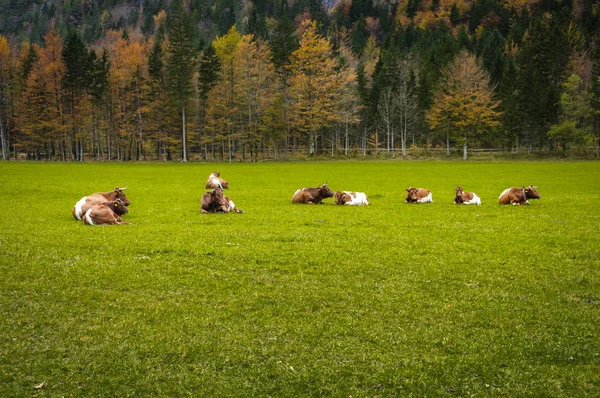 Cattle on pasture, autumn colors, forest in background; European Alps — Stock Photo, Image