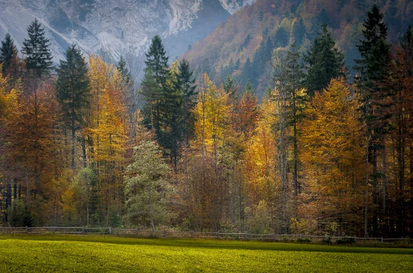 Logarska ドリーナ、スロベニアの秋。カラフルな赤、オレンジ、イエ — ストック写真