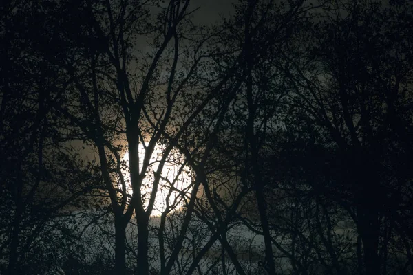 Полная луна за голыми ветвями деревьев и веточками в ночи — стоковое фото