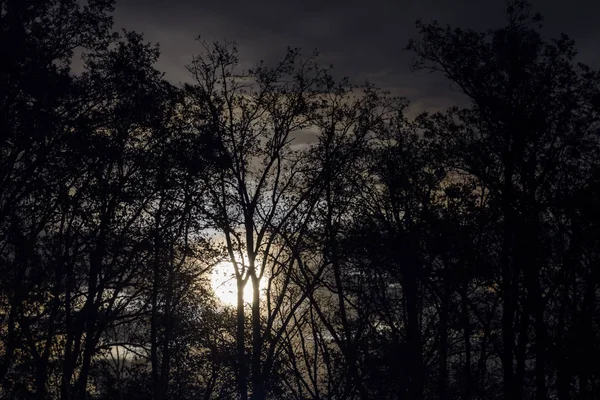 Luna piena dietro rami d'albero nudi e ramoscelli di notte — Foto Stock