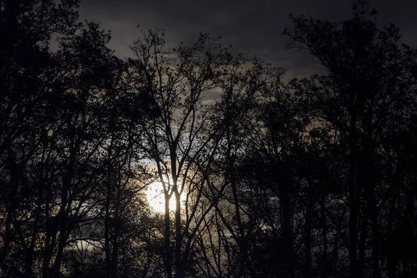 Pleine lune derrière des branches et des brindilles d'arbres nus la nuit — Photo