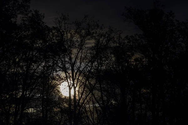 Pleine lune derrière des branches et des brindilles d'arbres nus la nuit — Photo
