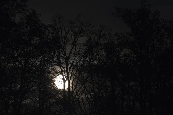 Полная луна за голыми ветвями деревьев и веточками в ночи — стоковое фото
