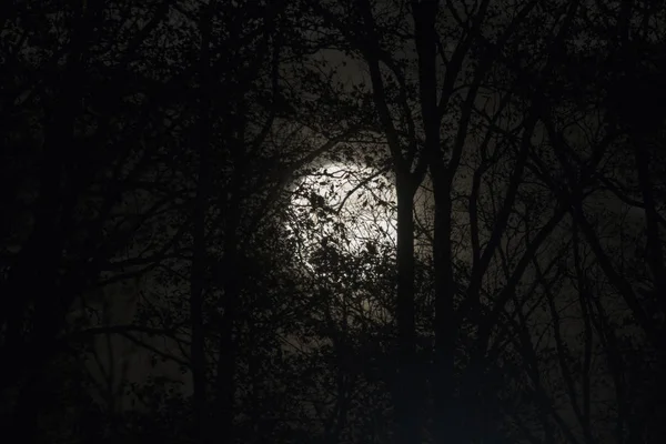 Pleine lune derrière des branches et des brindilles d'arbres nus la nuit — Photo