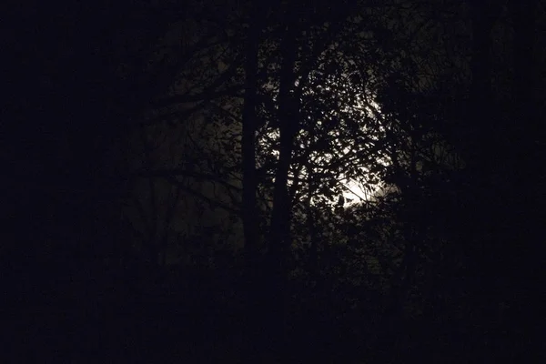 Lua cheia atrás de galhos de árvores nuas e galhos à noite — Fotografia de Stock
