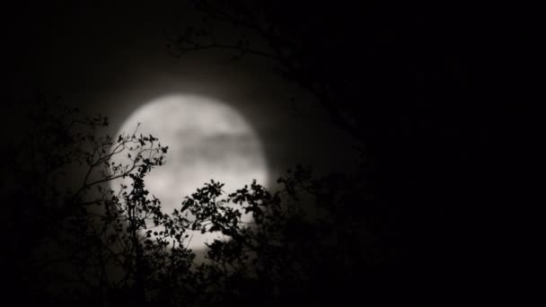 Luna llena detrás de ramas y ramitas de árboles casi desnudos, hojas y ramitas ligeramente moviéndose en el viento, enfoque selectivo — Vídeos de Stock