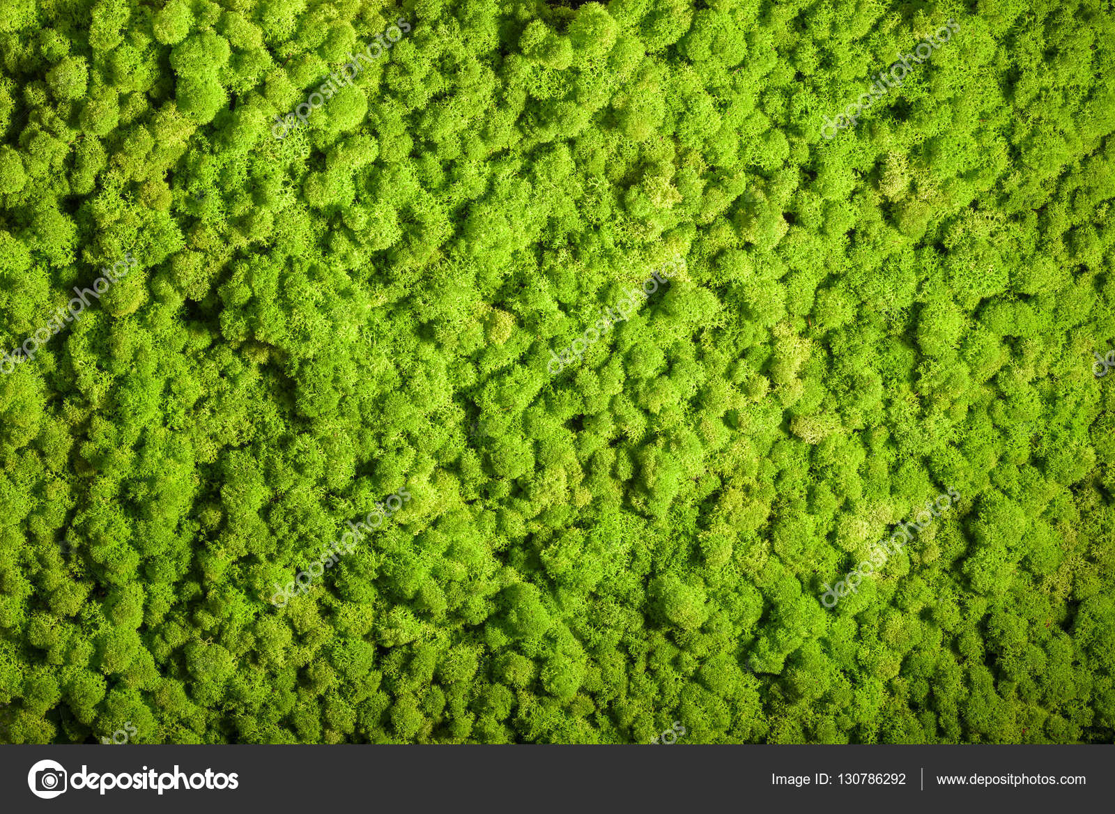 Lichen - Reindeer Moss