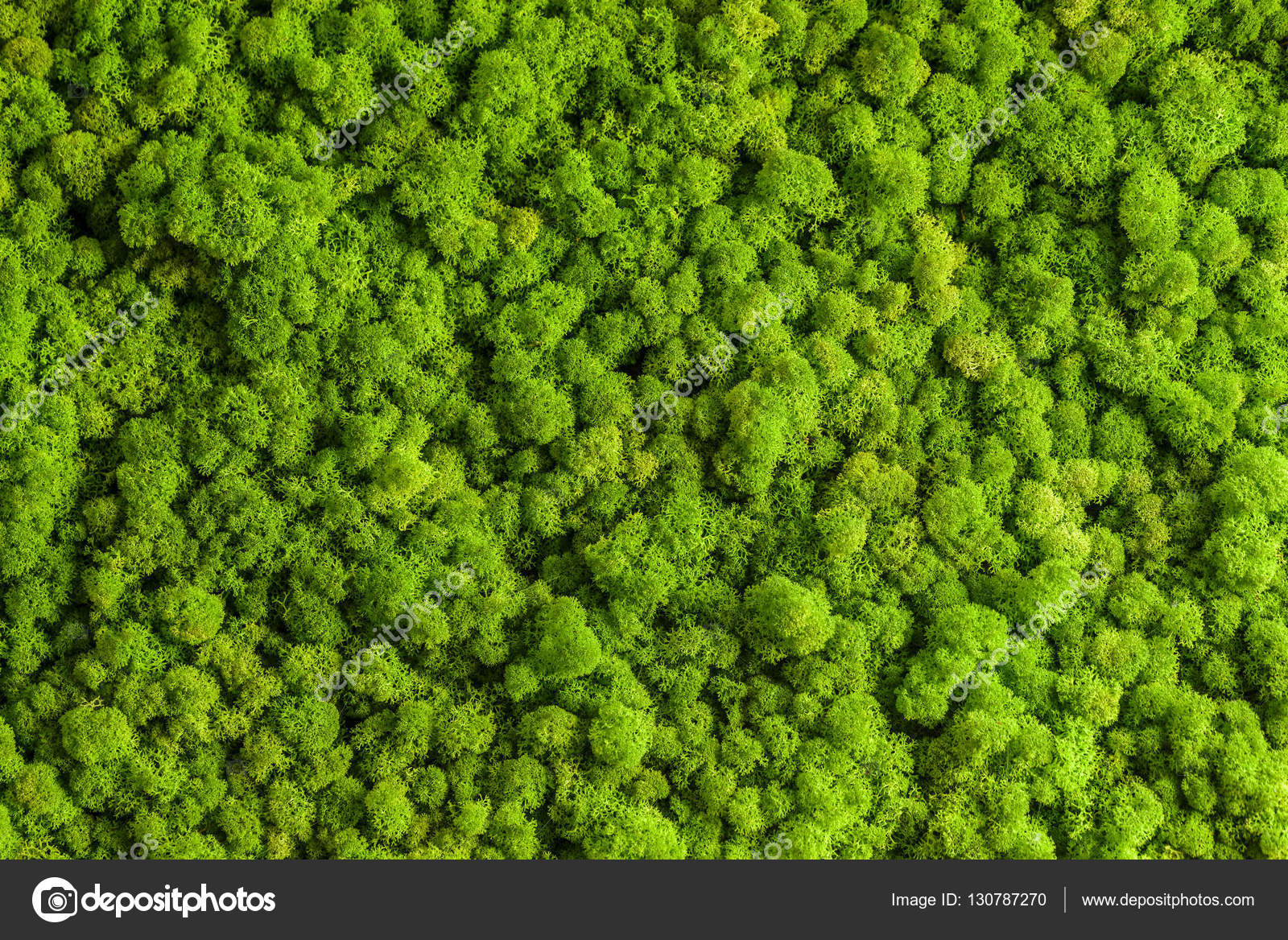 Reindeer moss wall, green wall decoration, lichen Cladonia Stock Photo by  ©ASafaric 130787270