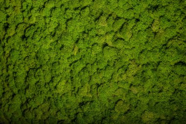 Ren geyiği moss duvar, yeşil duvar dekorasyonu, lichen Cladonia