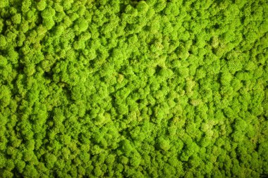 Reindeer moss wall, green wall decoration, lichen Cladonia clipart