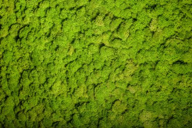 Ren geyiği moss duvar, yeşil duvar dekorasyonu, lichen Cladonia