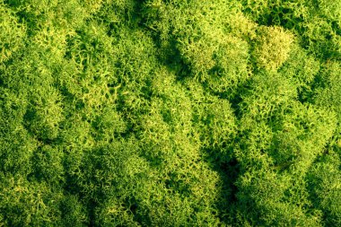 Ren geyiği moss duvar, yeşil duvar dekorasyonu, lichen Cladonia