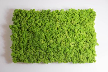 Ren geyiği moss duvar, yeşil duvar dekorasyonu, lichen Cladonia