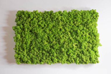Ren geyiği moss duvar, yeşil duvar dekorasyonu, lichen Cladonia