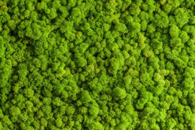 Ren geyiği moss duvar, yeşil duvar dekorasyonu, lichen Cladonia