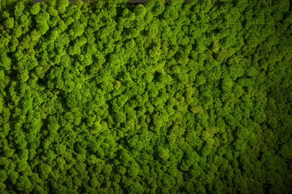Reindeer moss wall, green wall decoration, lichen Cladonia