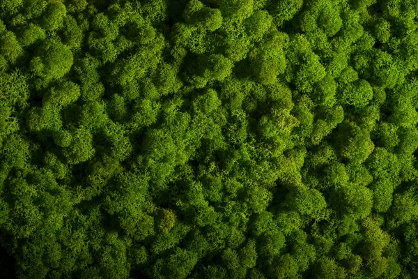トナカイ moss の壁、緑の壁の装飾、癬イオウゴケ — ストック写真