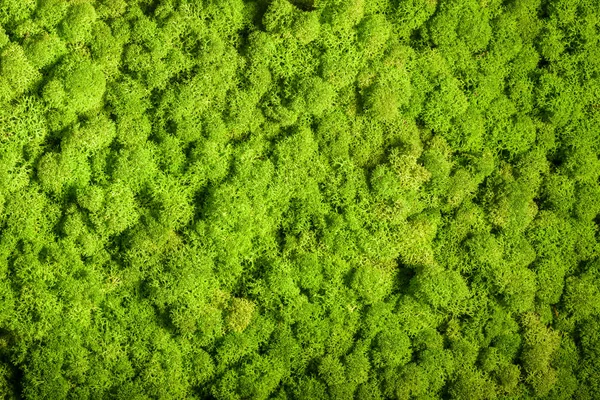 Олені Мосс стіни, зелені стіна прикраса, лишайників Cladonia — стокове фото