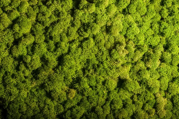 Muralla de musgo de reno, decoración de pared verde, liquen Cladonia — Foto de Stock
