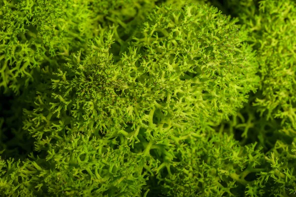Олень мох стены, зеленая стена украшения, lichen Cladonia — стоковое фото