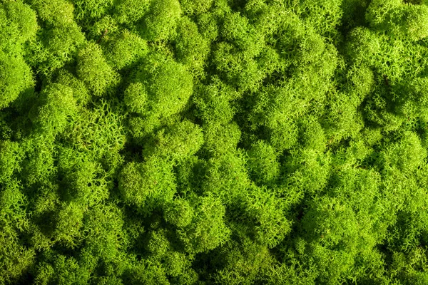Moss background Stock Photos, Royalty Free Moss background Images ...
