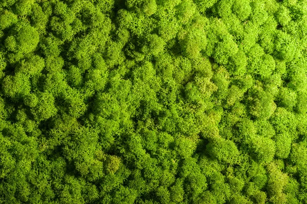 Reindeer moss wall, green wall decoration, lichen Cladonia