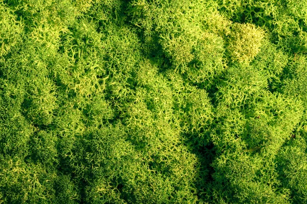 Parede de musgo de rena, decoração de parede verde, líquen Cladonia — Fotografia de Stock