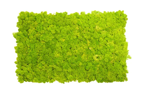 Muralla de musgo de reno, decoración de pared verde, liquen Cladonia — Foto de Stock